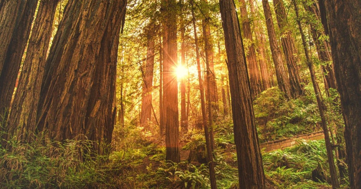 Redwood Trim Pros, Cons, and Common Problems Allura USA