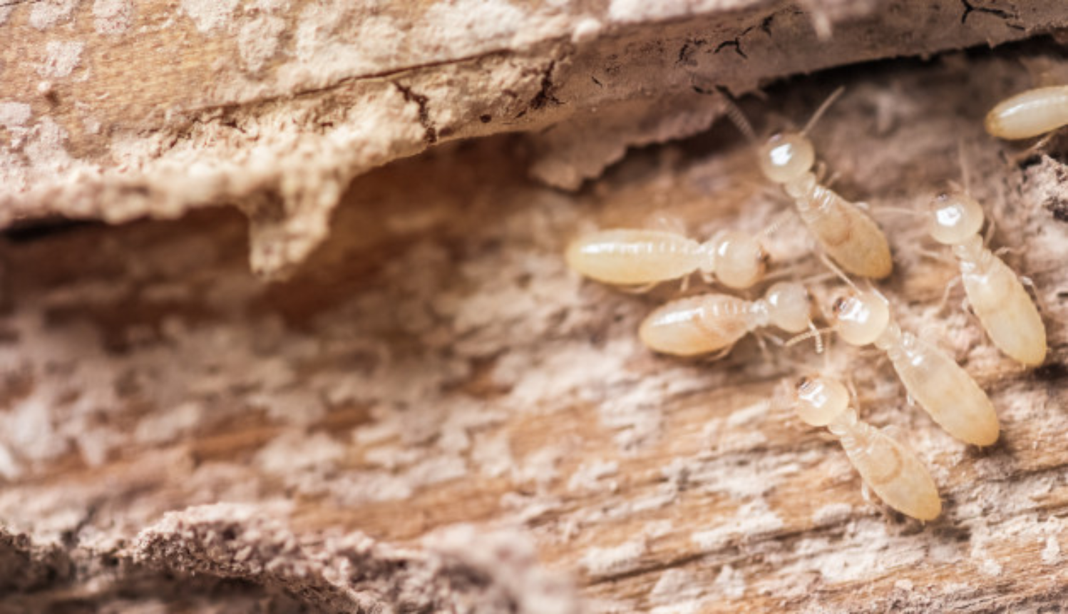 How to Protect Your Home From Termites Allura USA